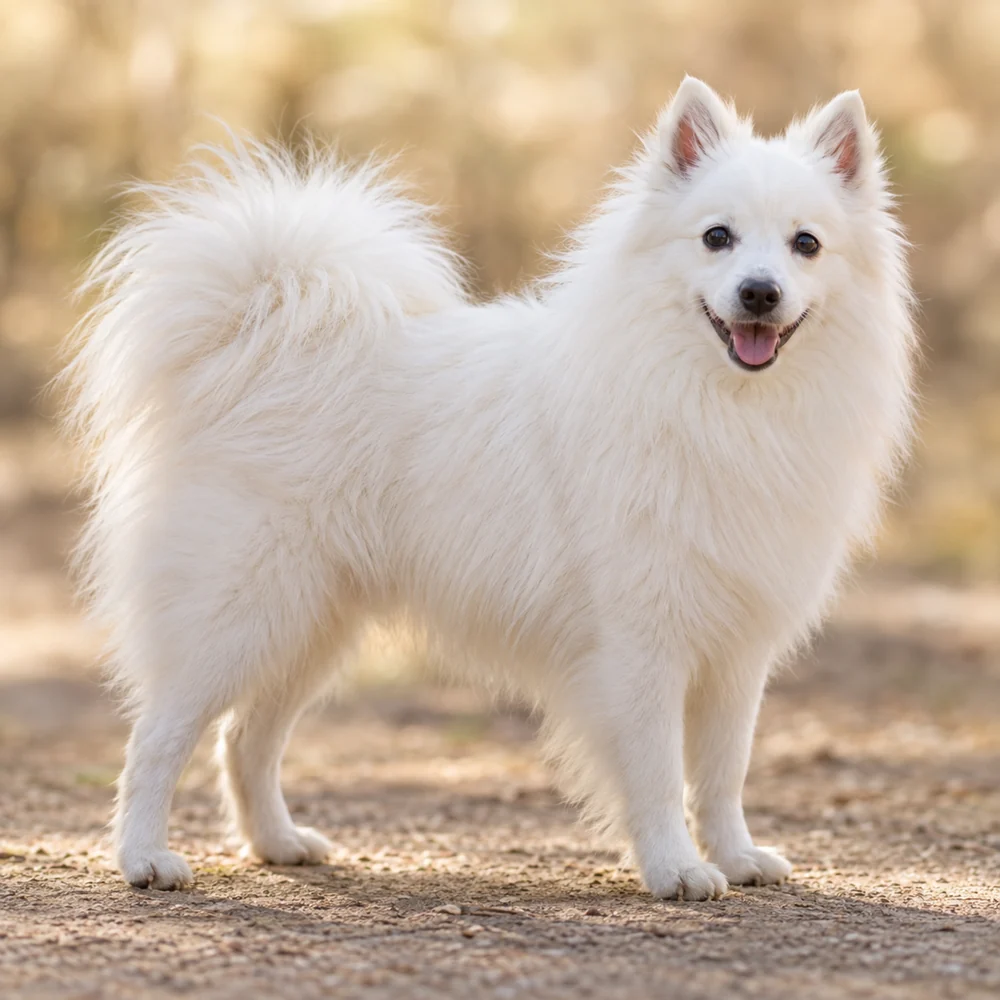 Italian Volpino · AI-generated realistic breed image, for visual reference.