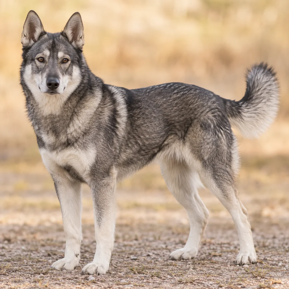 Jämthund · AI生成の写実的な犬種画像。外見の参考用です。