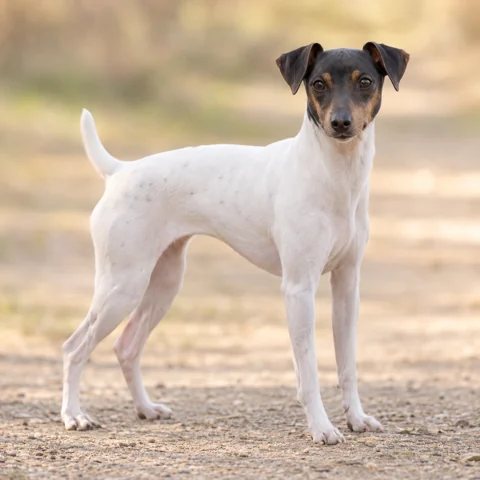 Japanese Terrier · AI-generated realistic breed image, for visual reference.
