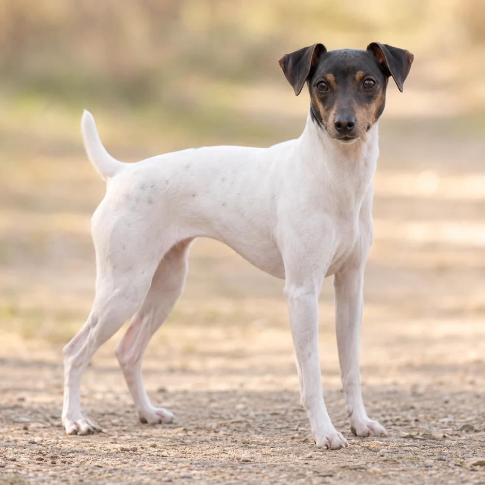 Japanese Terrier · AI 生成的写实犬种图像,供外观参考。