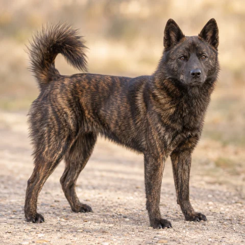 Kai · AI-generated realistic breed image, for visual reference.