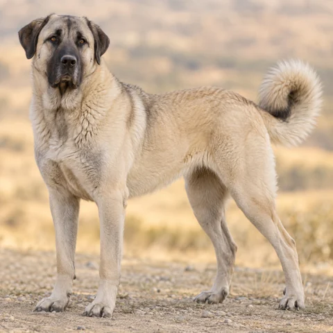 Kangal Shepherd Dog · AI-generated realistic breed image, for visual reference.