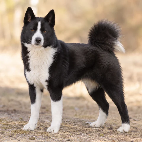 Karelian Bear Dog · AI-generated realistic breed image, for visual reference.