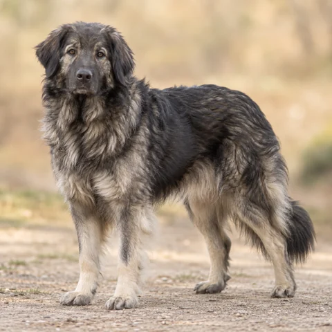 Karst Shepherd Dog · AI-generated realistic breed image, for visual reference.