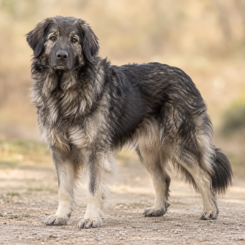 Karst Shepherd Dog · 외형 참고용 AI 생성 사실적 견종 이미지입니다.