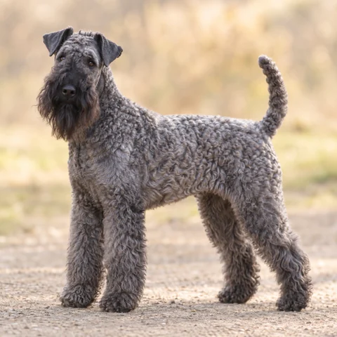 Kerry Blue Terrier · AI 生成的写实犬种图像，供外观参考。