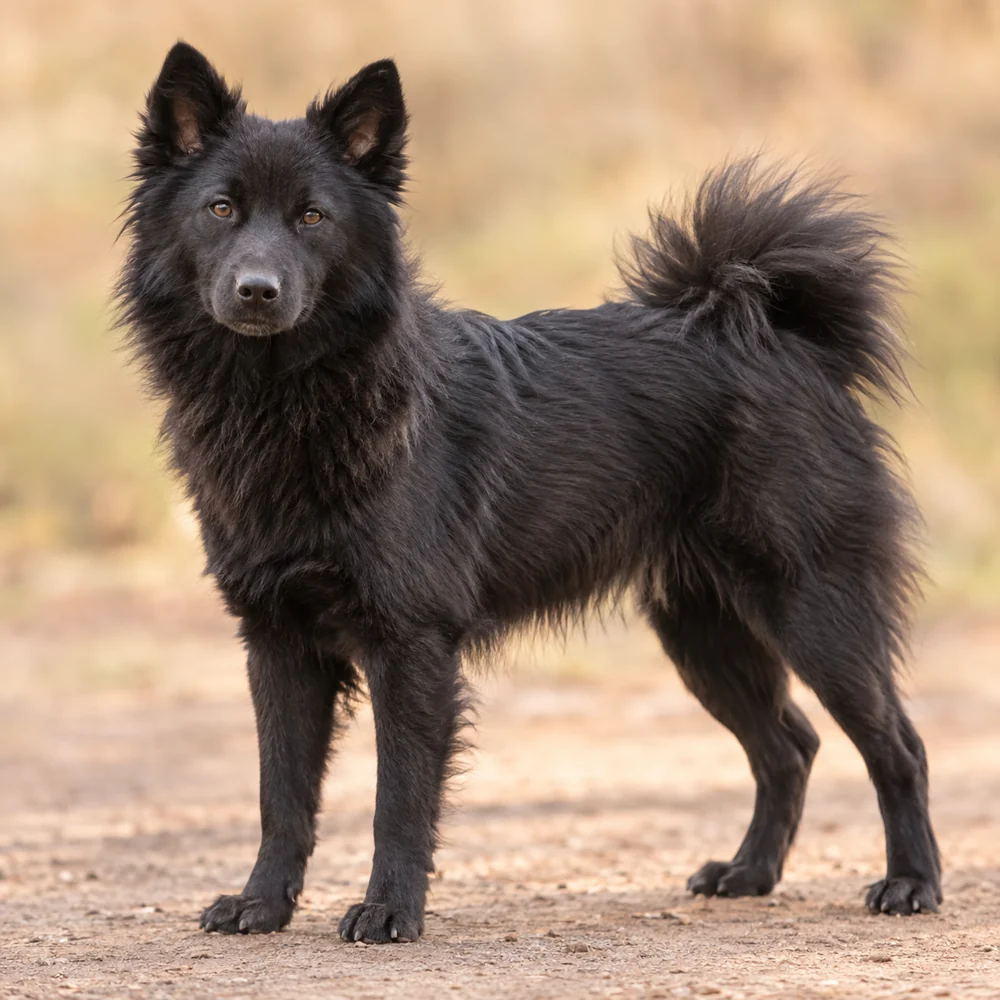 Kintamani-Bali Dog · AI 生成的写实犬种图像,供外观参考。
