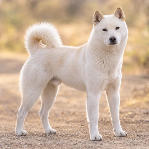 Kishu · AI-generated realistic breed image, for visual reference.