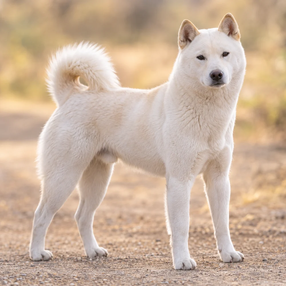 Kishu · AI 生成的写实犬种图像,供外观参考。