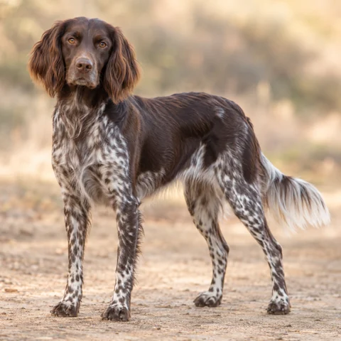 Kleiner Münsterländer · AI-generated realistic breed image, for visual reference.