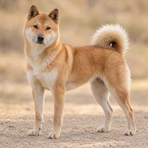 Korea Jindo Dog · AI-generated realistic breed image, for visual reference.