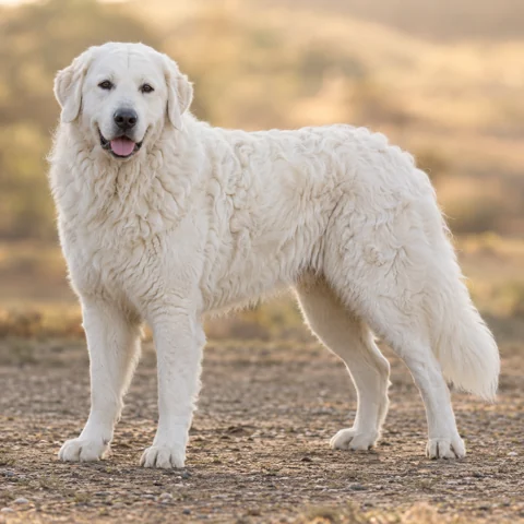 Kuvasz · AI-generated realistic breed image, for visual reference.