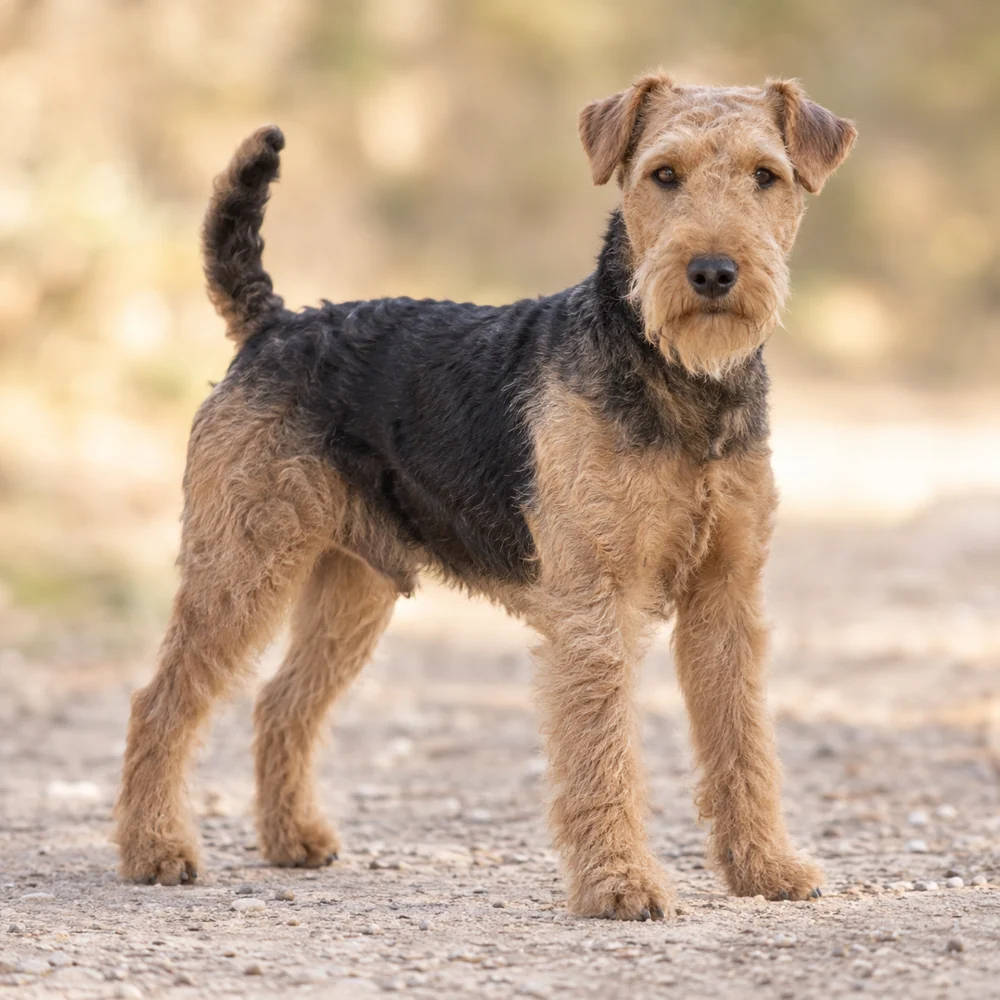 Lakeland Terrier · AI 生成的写实犬种图像,供外观参考。