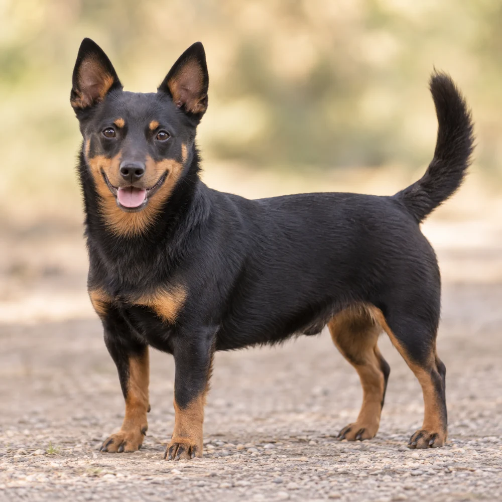 Lancashire Heeler · AI 生成的写实犬种图像,供外观参考。