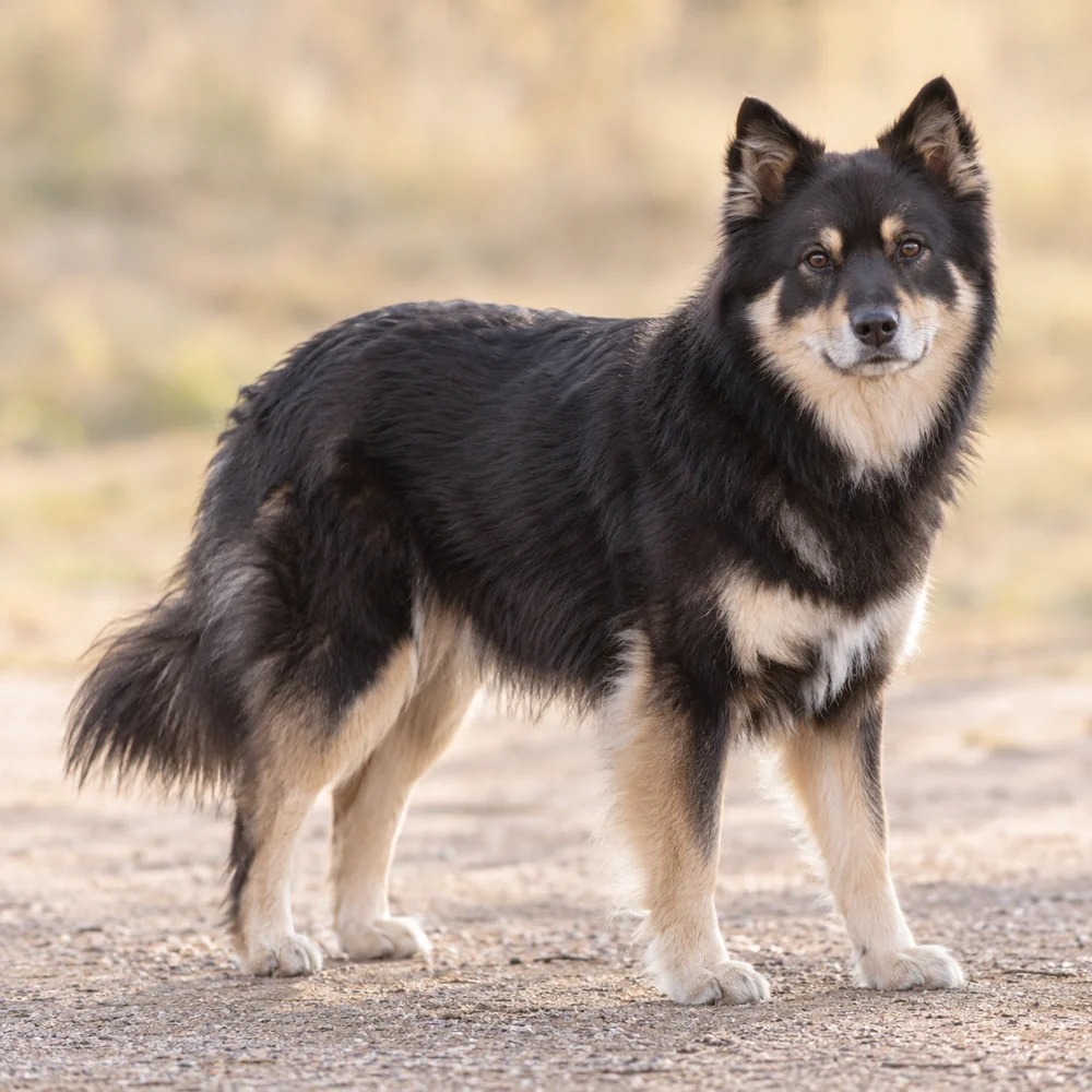 Lapponian Herder · AI 生成的写实犬种图像,供外观参考。