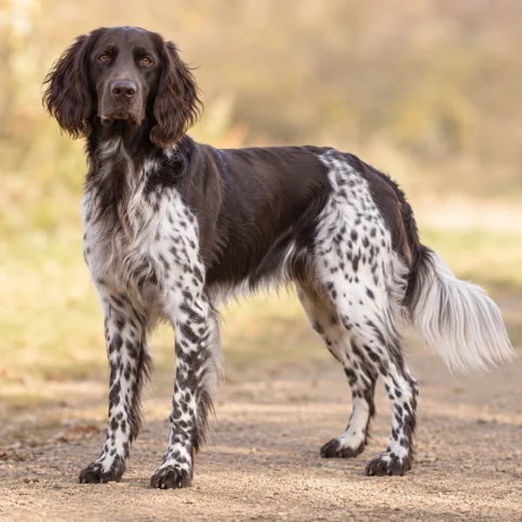 Large Munsterlander · AI-generated realistic breed image, for visual reference.
