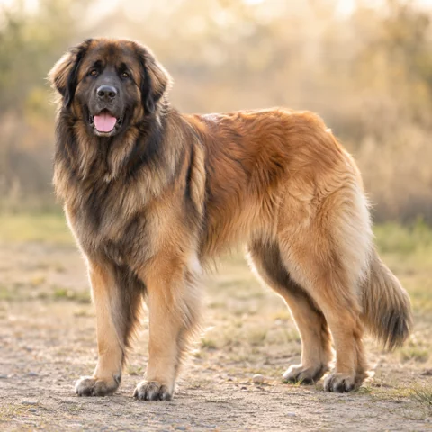 Leonberger · AI-generated realistic breed image, for visual reference.