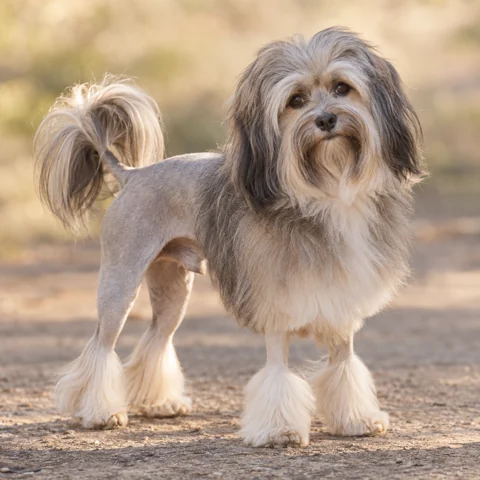 Little Lion Dog · AI-generated realistic breed image, for visual reference.