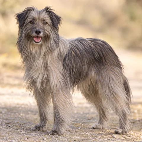 Long-Haired Pyrenean Sheepdog · AI-generated realistic breed image, for visual reference.
