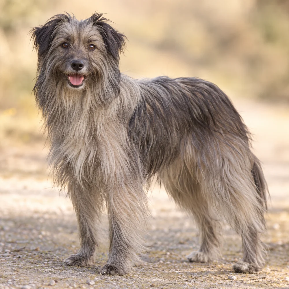 Long-Haired Pyrenean Sheepdog · AI 生成的写实犬种图像,供外观参考。