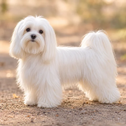 Maltese · AI-generated realistic breed image, for visual reference.