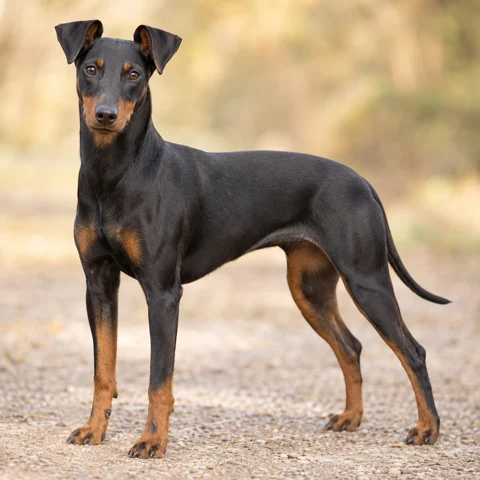 Manchester Terrier · AI-generated realistic breed image, for visual reference.
