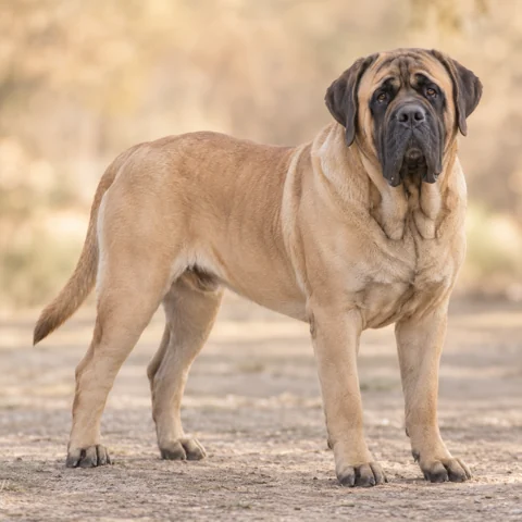 Mastiff · AI-generated realistic breed image, for visual reference.