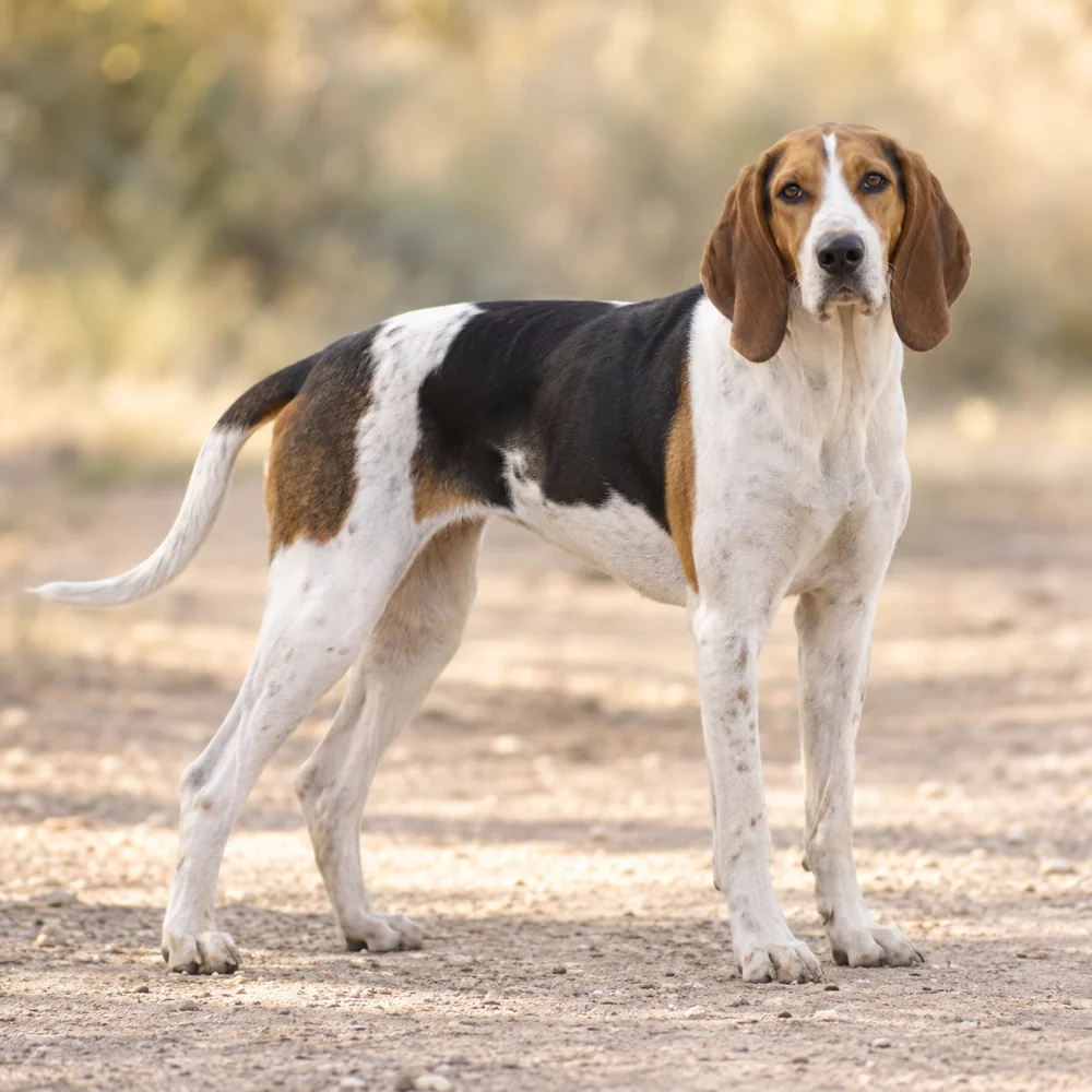 Medium-Sized Anglo-French Hound · AI-generated realistic breed image, for visual reference.