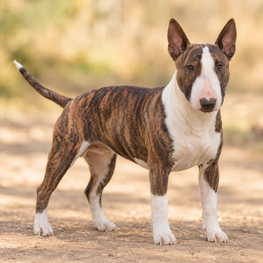 Miniature Bull Terrier · AI-generated realistic breed image, for visual reference.