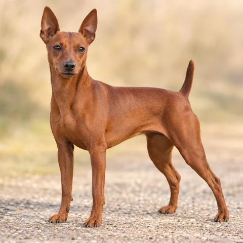 Miniature Pinscher · AI-generated realistic breed image, for visual reference.