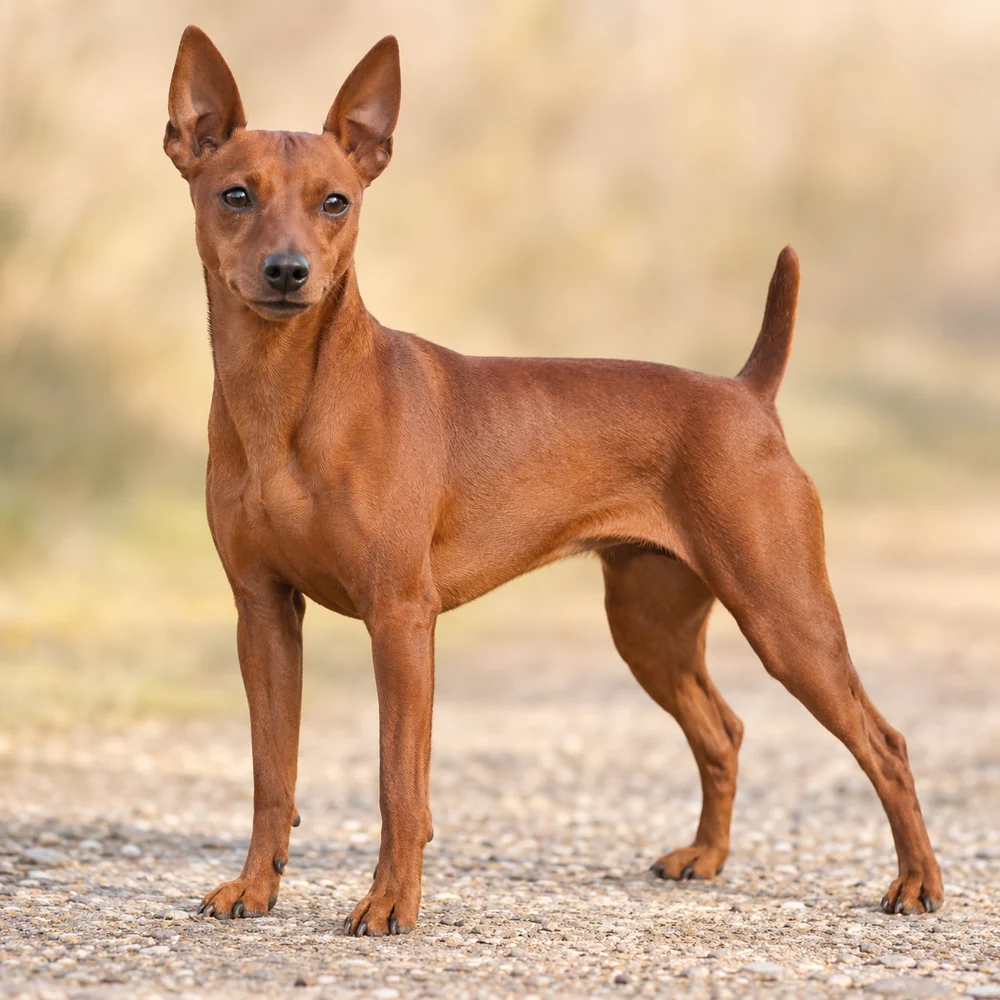 Miniature Pinscher · 외형 참고용 AI 생성 사실적 견종 이미지입니다.
