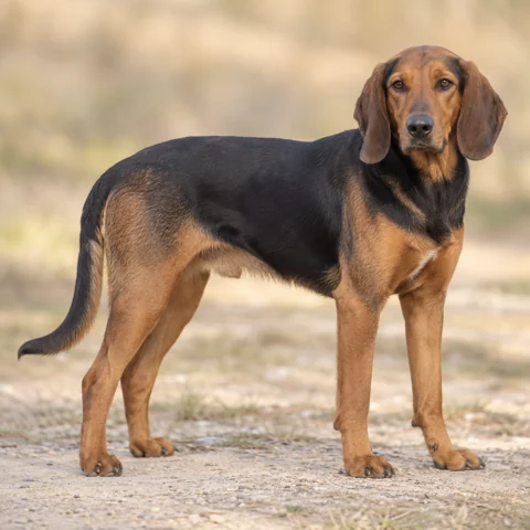 Montenegrin Mountain Hound · AI-generated realistic breed image, for visual reference.