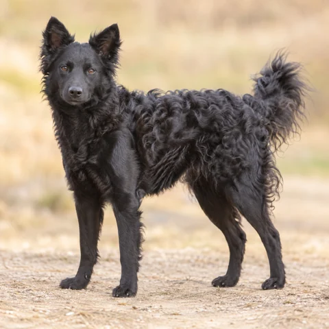 Mudi · AI-generated realistic breed image, for visual reference.