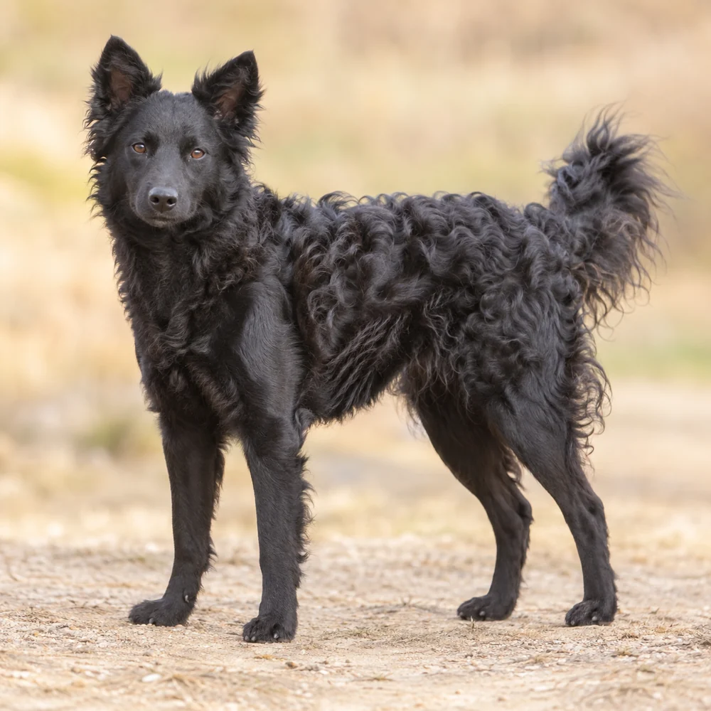 Mudi · AI-generated realistic breed image, for visual reference.