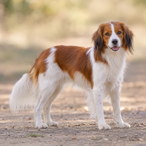 Nederlandse Kooikerhondje · AI-generated realistic breed image, for visual reference.
