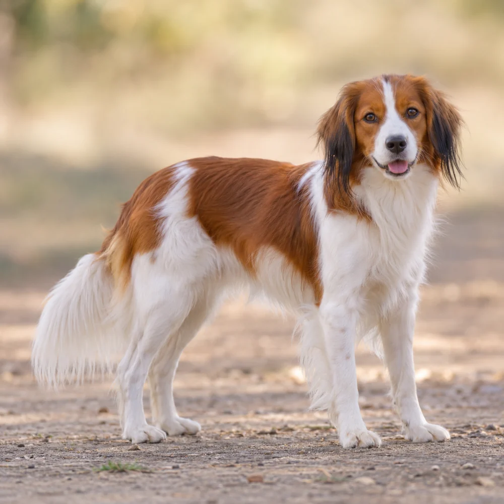 Nederlandse Kooikerhondje · AI 生成的写实犬种图像,供外观参考。