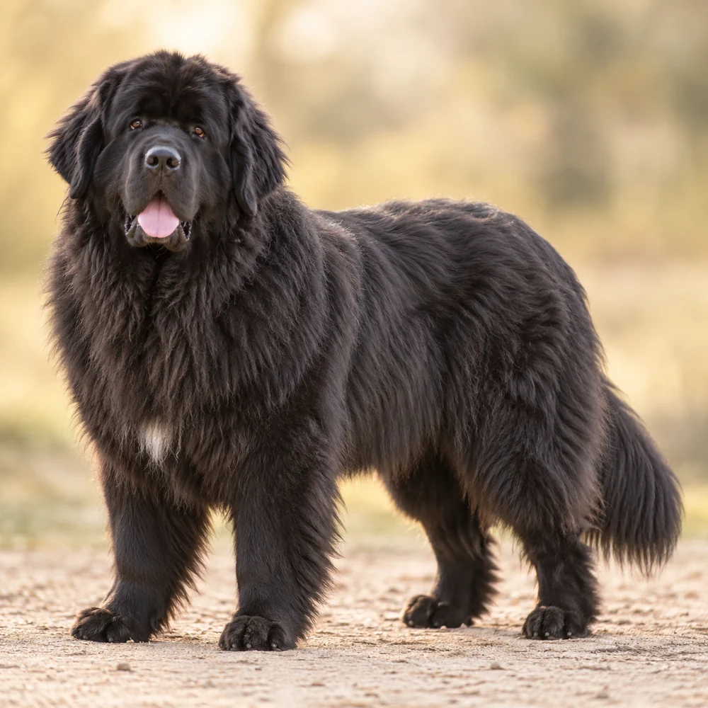 Newfoundland · AI 生成的写实犬种图像,供外观参考。