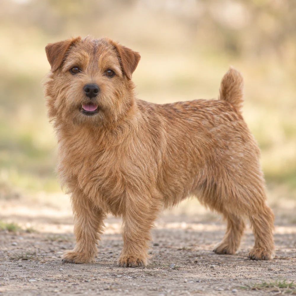 Norfolk Terrier · 외형 참고용 AI 생성 사실적 견종 이미지입니다.