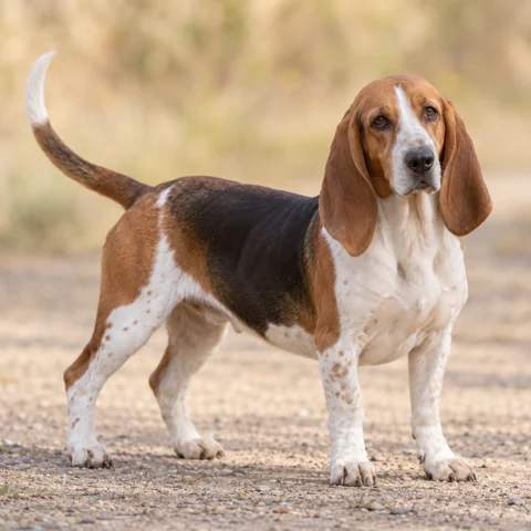 Norman Artesien Basset · AI-generated realistic breed image, for visual reference.