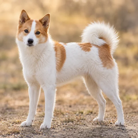 Norrbottenspitz · AI-generated realistic breed image, for visual reference.