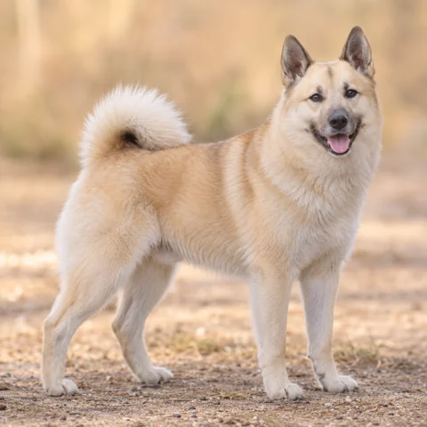 Norwegian Buhund · AI-generated realistic breed image, for visual reference.