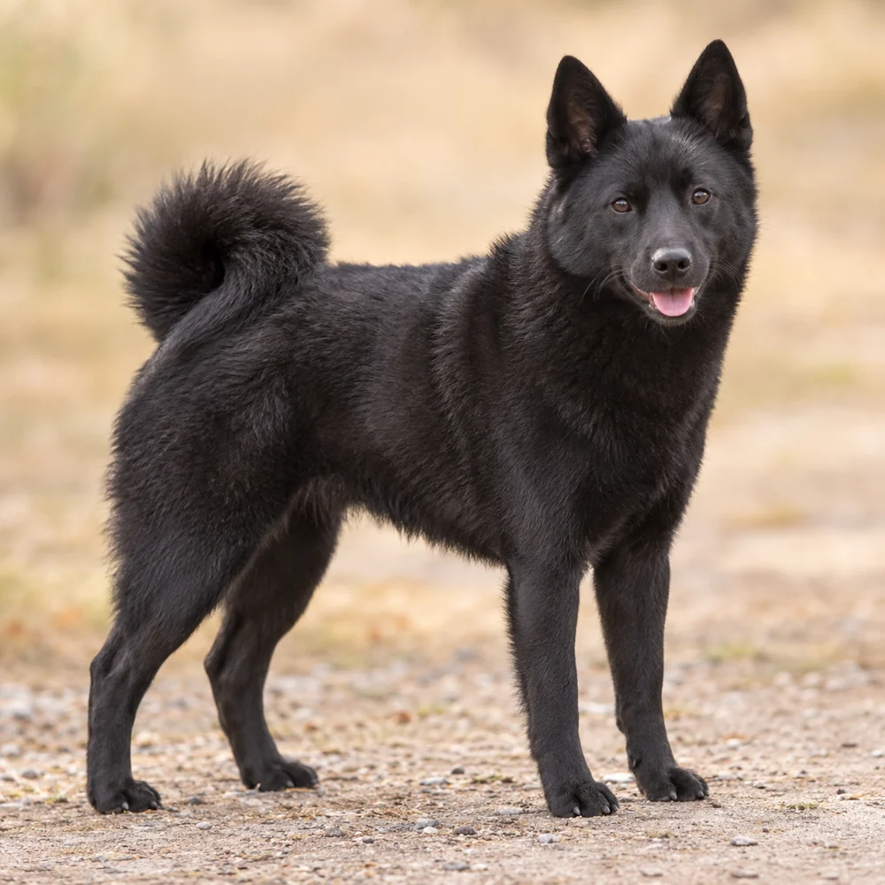 Norwegian Elkhound Black · AI 生成的写实犬种图像,供外观参考。