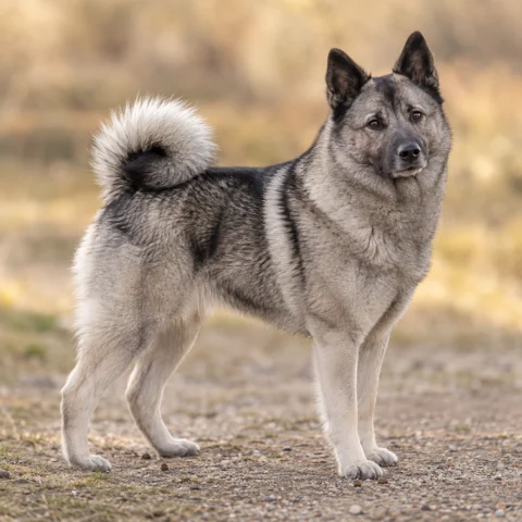 Norwegian Elkhound Grey · AI-generated realistic breed image, for visual reference.