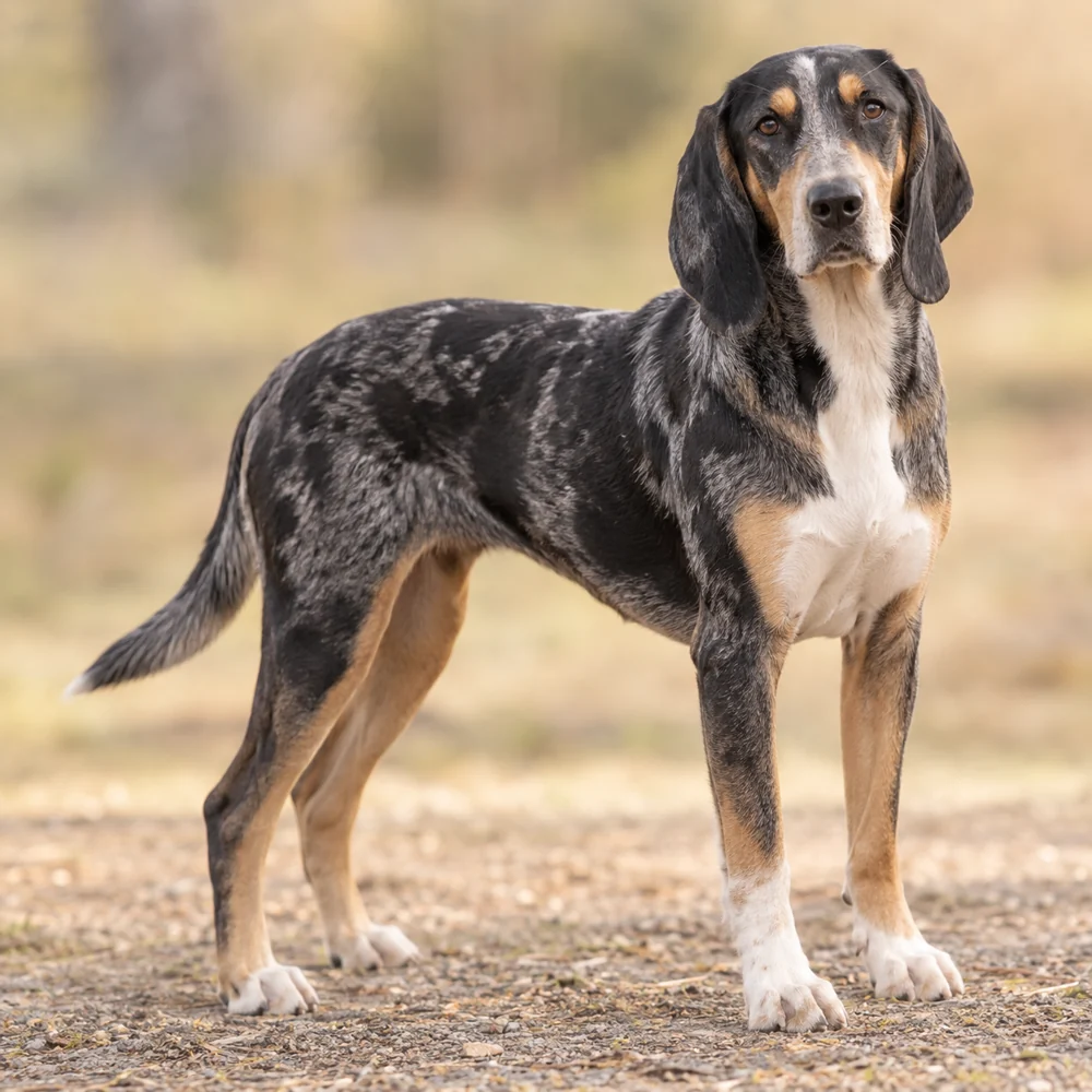 Norwegian Hound · AI 生成的写实犬种图像,供外观参考。