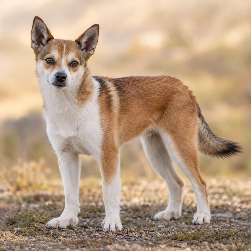 Norwegian Lundehund · AI 生成的写实犬种图像,供外观参考。