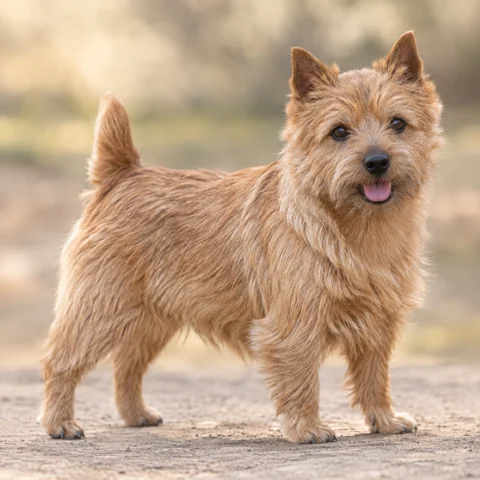 Norwich Terrier · AI-generated realistic breed image, for visual reference.