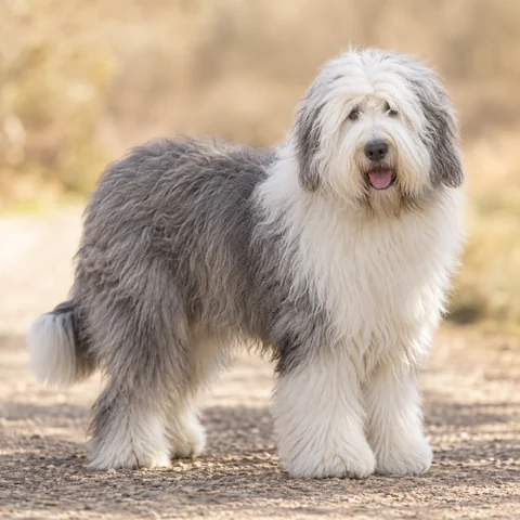 Old English Sheepdog · AI-generated realistic breed image, for visual reference.
