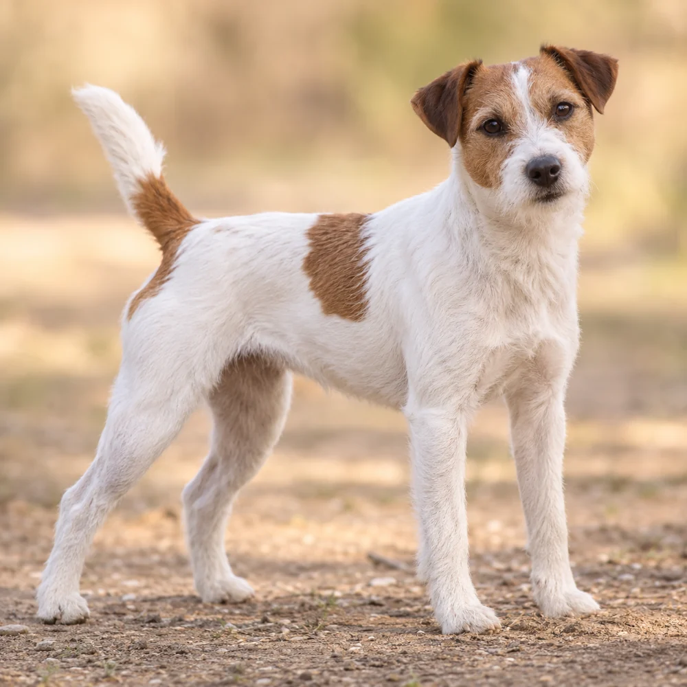 Parson Russell Terrier · AI 生成的写实犬种图像,供外观参考。