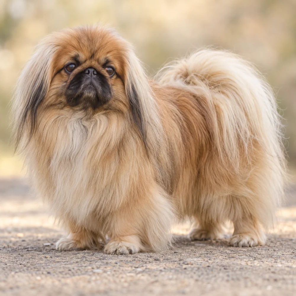 Pekingese · AI-generated realistic breed image, for visual reference.