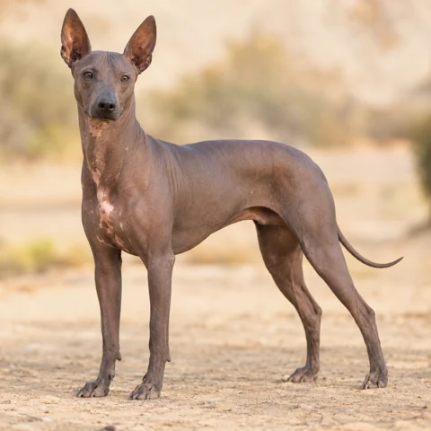 Peruvian Hairless Dog · AI-generated realistic breed image, for visual reference.